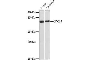 Western blot analysis of extracts of various cell lines, using CDC34 Rabbit mAb (ABIN7266252) at 1:1000 dilution. (CDC34 anticorps)