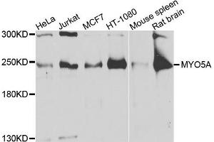 Western blot analysis of extracts of various cells, using MYO5A antibody. (MYO5A anticorps)