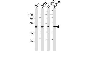 Western Blotting (WB) image for anti-Ornithine Aminotransferase (OAT) antibody (ABIN3003953) (OAT anticorps)
