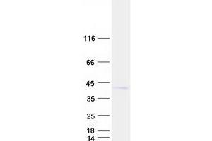 Validation with Western Blot