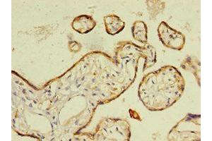 Immunohistochemistry of paraffin-embedded human placenta tissue using ABIN7167807 at dilution of 1:100 (Chemerin anticorps  (AA 21-157))