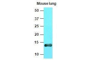The extracts of mouse lung tissue(40 ug) were resolved by SDS-PAGE, transferred to nitrocellulose membrane and probed with anti-human Cellubrevin (1:1000). (VAMP3 anticorps  (AA 1-77))