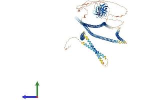 AlphaFold protein structure predicition of Human Recombinant CLIP2 Protein, UniprotID Q9UDT6