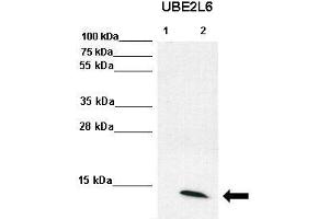 WB Suggested Anti-UBE2L6 Antibody  Positive Control: Lane1: 70ug U6A lysate, Lane, 2: 70ug IFN-g stimulated U6A lysate  Primary Antibody Dilution :  1:2000 Secondary Antibody :  Anti-rabbit-HRP  Secondry Antibody Dilution :  1:5000 Submitted by: Torsten Ginter & Dr. (UBE2L6 anticorps  (Middle Region))