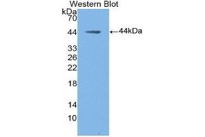 Western Blotting (WB) image for anti-Mucin 5 Subtype B (MUC5B) (AA 3667-3771) antibody (ABIN1862959)