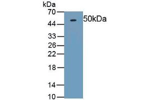 Detection of Recombinant OPG, Rat using Polyclonal Antibody to Osteoprotegerin (OPG) (Osteoprotegerin anticorps)