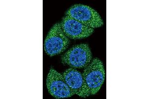 Confocal immunofluorescent analysis of DCK Antibody (C-term) (ABIN391125 and ABIN2841251) with Hela cell followed by Alexa Fluor 488-conjugated goat anti-rabbit lgG (green).