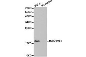 Western blot analysis of extracts of HeLa cell line and H3 protein expressed in E. (Histone 3 anticorps  (H3K79me))
