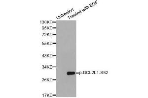 Western blot analysis of extracts from HeLa cells using Phospho-BCL2L1-S62 antibody (ABIN2987905). (BCL2L1 anticorps  (pSer62))