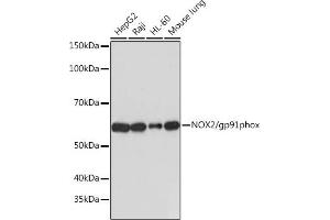 Western blot analysis of extracts of various cell lines, using NOX2/gp91phox antibody (ABIN7266629) at 1:1000 dilution. (CYBB anticorps)