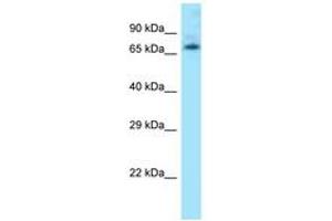 Image no. 1 for anti-Leo1, Paf1/RNA Polymerase II Complex Component, Homolog (S. Cerevisiae) (LEO1) (N-Term) antibody (ABIN6748434)