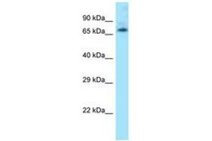 Image no. 1 for anti-Leo1, Paf1/RNA Polymerase II Complex Component, Homolog (S. Cerevisiae) (LEO1) (N-Term) antibody (ABIN6748434) (LEO1 anticorps  (N-Term))