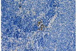 ABIN6260479 and ABIN6268964 at 1/100 staining Rat spleen tissue by IHC-P. (Caspase 1 anticorps  (C-Term))