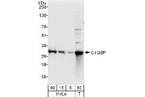 Western Blotting (WB) image for anti-Complement Component 1, Q Subcomponent Binding Protein (C1QBP) (AA 50-100) antibody (ABIN7454556)