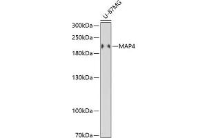 Western blot analysis of extracts of U-87MG cells, using M antibody (ABIN6130539, ABIN6143505, ABIN6143506 and ABIN6221614) at 1:3000 dilution. (MAP4 anticorps  (AA 942-1152))