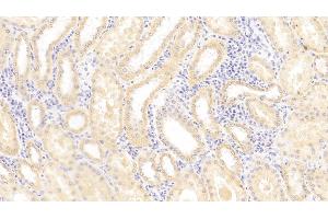 Detection of MHCE in Human Kidney Tissue using Polyclonal Antibody to Major Histocompatibility Complex Class I E (MHCE) (HLA-E anticorps  (AA 22-358))