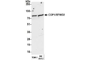 Western Blotting (WB) image for anti-Ring Finger and WD Repeat Domain 2, E3 Ubiquitin Protein Ligase (RFWD2) (AA 1-50) antibody (ABIN7450133)