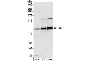 anti-Polymerase (DNA Directed), eta (POLH) (AA 690-713) antibody