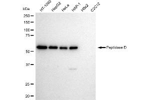Western blotting analysis using Peptidase D antibody (ABIN7799755). (Recombinant PEPD anticorps)