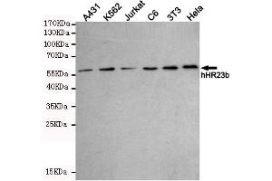 Western blot detection of hHR23b in A431,K562,Jurkat,C6,3T3 and Hela cell lysates using hHR23b mouse mAb (1:1000 diluted). (RAD23B anticorps)