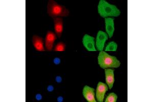 ABIN7095010 and ABIN7099066 staining Hela cells by IF/ICC.