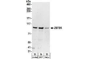 anti-Zinc Finger and BTB Domain Containing 5 (ZBTB5) (AA 200-250) antibody