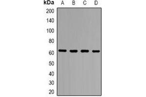 Western blot analysis of ZNF498 expression in Hela (A), HEK293T (B), PC12 (C), COS7 (D) whole cell lysates. (Zinc Finger and SCAN Domain Containing 25 (ZSCAN25) (C-Term) anticorps)