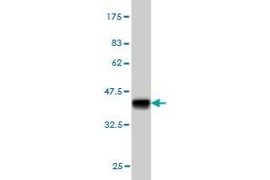Western Blot detection against Immunogen (36.
