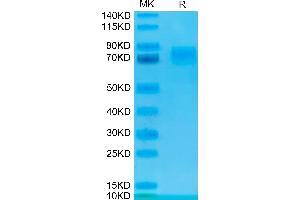 Human TROP-2 on Tris-Bis PAGE under reduced condition. (TACSTD2 Protein (Fc Tag))