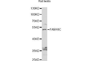 Western blot analysis of extracts of rat teatis, using FAM46C antibody (ABIN6292917) at 1:1000 dilution. (FAM46C anticorps)