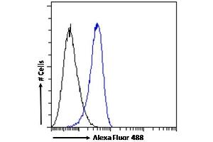 (ABIN185613) Flow cytometric analysis of paraformaldehyde fixed K562 cells (blue line), permeabilized with 0. (STAM2 anticorps  (Internal Region))