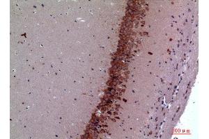 Immunohistochemistry (IHC) analysis of paraffin-embedded Mouse Brain, antibody was diluted at 1:100.