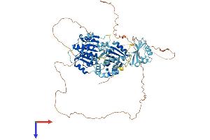 AlphaFold protein structure predicition of Human Recombinant DDX21 Protein, UniprotID Q9NR30