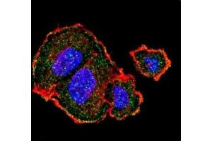 Confocal immunofluorescent analysis of p-Tuberin antibody with MCF-7 cells followed by Alexa Fluor 488-conjugated goat anti-rabbit lgG (green).