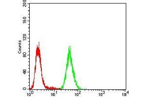 Flow cytometric analysis of Hela cells using CBX4 mouse mAb (green) and negative control (red).