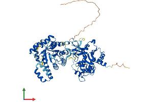 AlphaFold protein structure predicition of Human Recombinant MTHFR Protein, UniprotID P42898