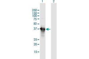 Western Blot analysis of APOA5 expression in transfected 293T cell line by APOA5 MaxPab polyclonal antibody. (APOA5 anticorps  (AA 1-366))