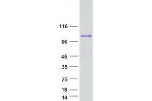 Validation with Western Blot (Sec23 Homolog B Protein (SEC23B) (Transcript Variant 3) (Myc-DYKDDDDK Tag))