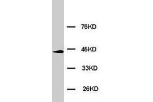 Western blot analysis of HeLa cell lysate. (ERK2 anticorps  (N-Term))