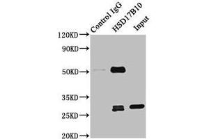 Immunoprecipitating HSD17B10 in 293T whole cell lysate Lane 1: Rabbit control IgG instead of ABIN7142296 in 293T whole cell lysate. (HSD17B1 anticorps  (AA 2-261))