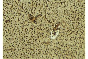 ABIN6278360 at 1/100 staining Mouse liver tissue by IHC-P. (FUS anticorps  (C-Term))