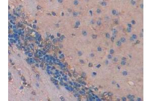 IHC-P analysis of Mouse Cerebrum Tissue, with DAB staining. (IDS anticorps  (AA 180-448))
