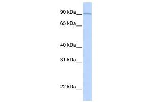 AOC2 antibody (retina specific) used at 1 ug/ml to detect target protein. (AOC2 anticorps)