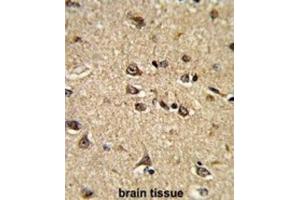 Immunohistochemistry (IHC) image for anti-Ras Interacting Protein 1 (RASIP1) antibody (ABIN3002848) (RASIP1 anticorps)