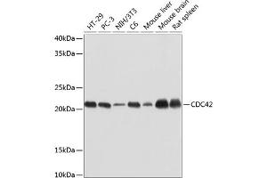 Western blot analysis of extracts of various cell lines, using CDC42 antibody (ABIN7266256) at 1:1000 dilution. (CDC42 anticorps)