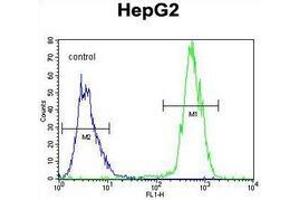 Flow cytometric analysis of HepG2 cells (right histogram) compared to a negative control cell (left histogram) using PRRT1  Antibody , followedf by FITC-conjugated goat-anti-rabbit secondary antibodies.