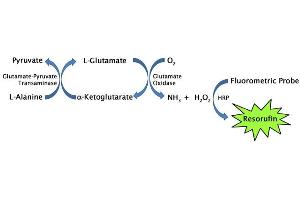 Assay Principle (Glutamate Assay Kit)
