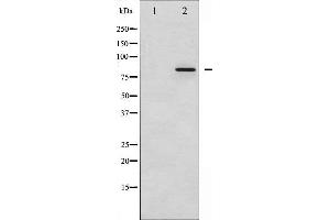 Western blot analysis of STAT3 phosphorylation expression in HeLa whole cell lysates,The lane on the left is treated with the antigen-specific peptide. (STAT3 anticorps  (pTyr705))