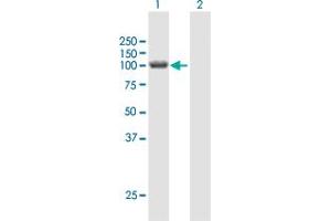 Western Blot analysis of HERC3 expression in transfected 293T cell line by HERC3 MaxPab polyclonal antibody. (HERC3 anticorps  (AA 1-1050))