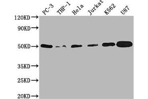 Western Blot Positive WB detected in: PC-3 whole cell lysate, THP-1 whole cell lysate, Hela whole cell lysate, Jurkat whole cell lysate, K562 whole cell lysate, U87 whole cell lysate All lanes: PTPN1 antibody at 1:2000 Secondary Goat polyclonal to rabbit IgG at 1/50000 dilution Predicted band size: 50 kDa Observed band size: 50 kDa